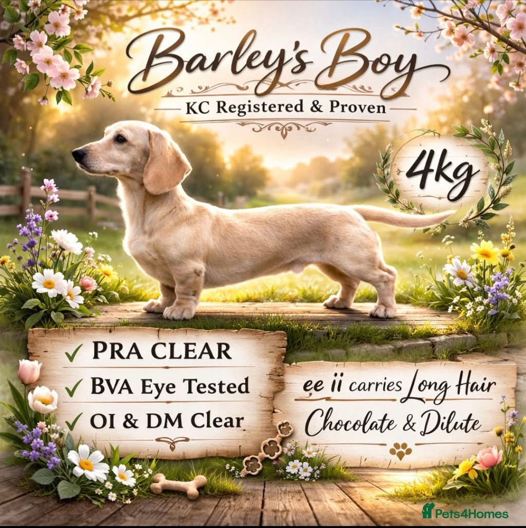 Miniature Dachshund dogs Minature Dachshund studs x2  - Advert 1