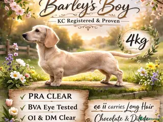 Miniature Dachshund dogs Minature Dachshund studs x2 - Advert 1