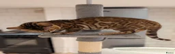 Bengal cats for sale: Retired Male Bengal Seeking Forever Home - Advert 12