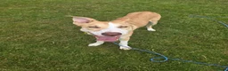 Border Collie dogs for sale: Milo  in Coventry - Advert 4