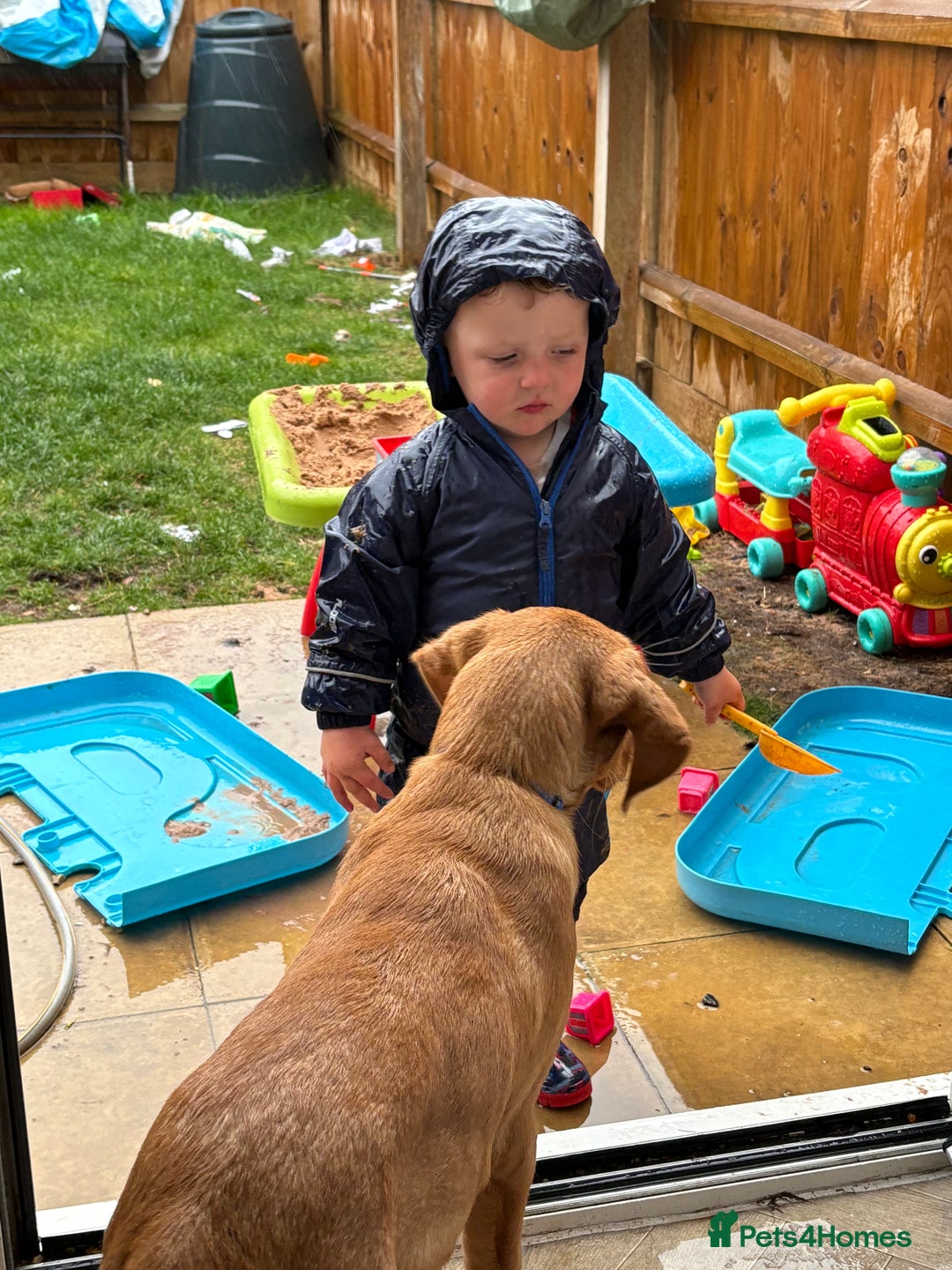 Labrador Retriever dogs for sale: Red fox Labrador 8 months old - Advert 5