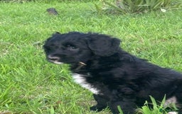 Portuguese Water Dog dogs for sale: Art Nouveau - Image 26
