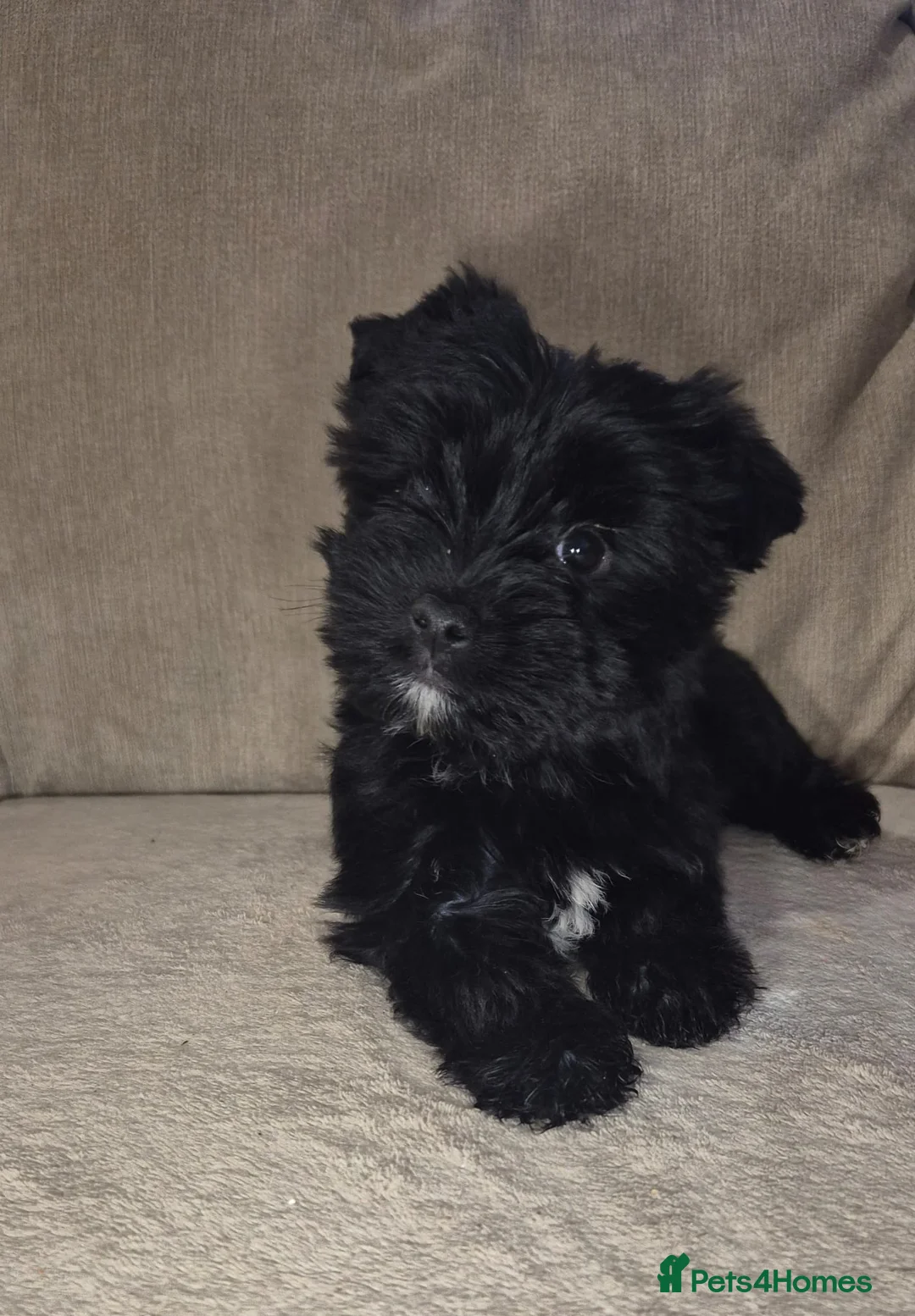 Yorkshire Terrier dogs for sale: Black yorkshire-terrier female  - Advert 4