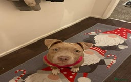 American Bully dogs for adoption: Lighting - Advert 3