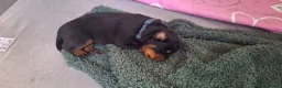 Rottweiler dogs for sale: Rottweiler puppies - Advert 7