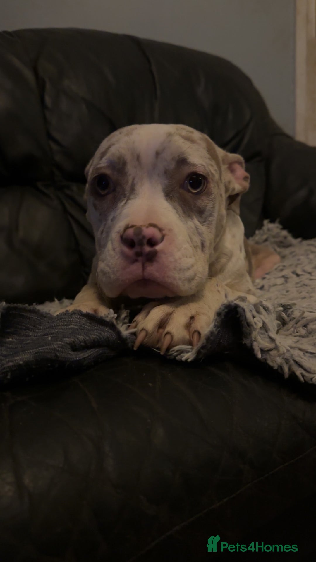 American Bully dogs for sale: Pocket bully pups  - Advert 11