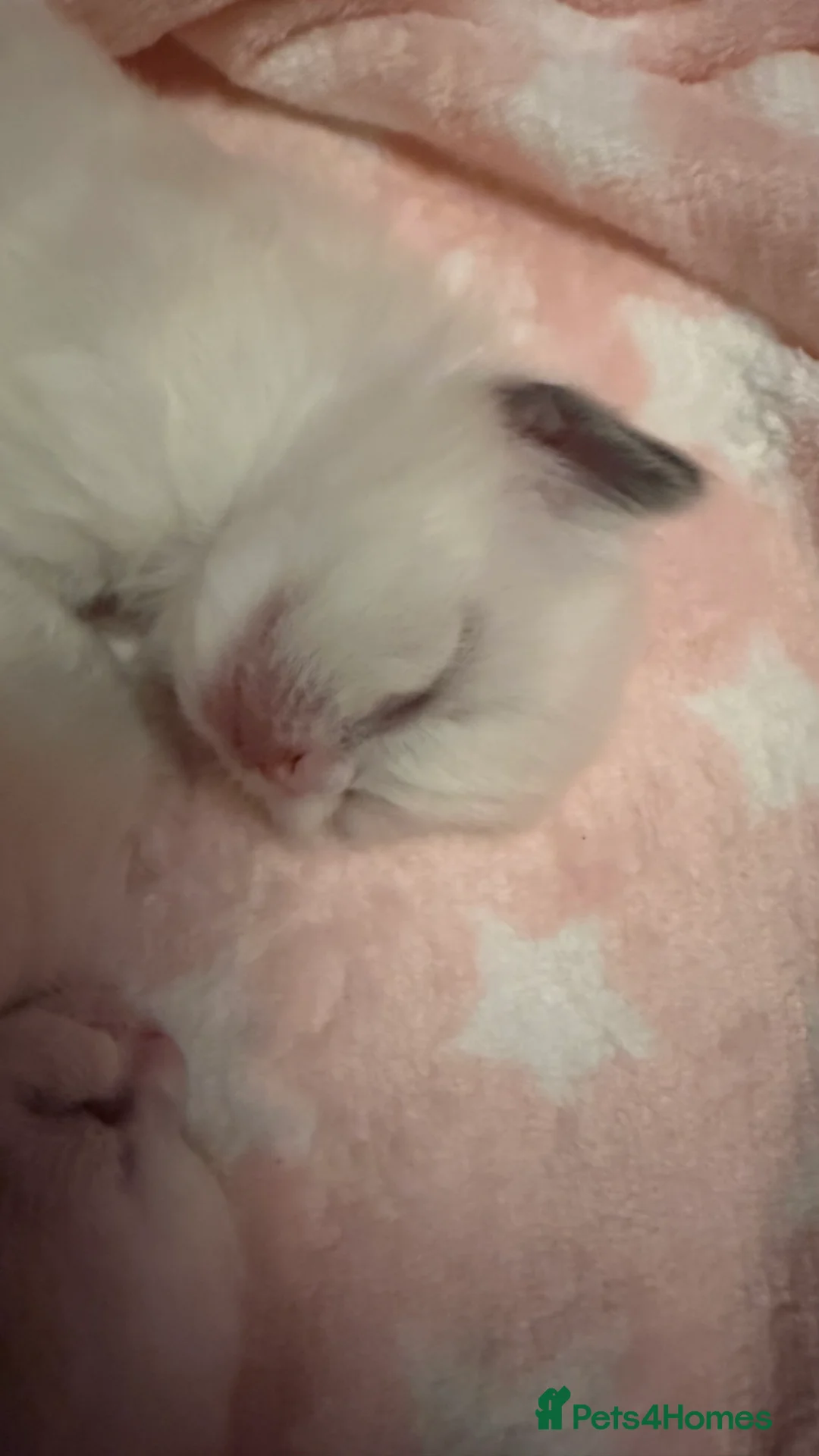 Ragdoll cats for sale: Stunning Blue Colourpoint Mitted female kittens - Advert 3