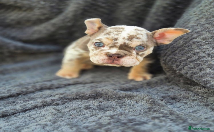 English Bulldog dogs - Advert 1