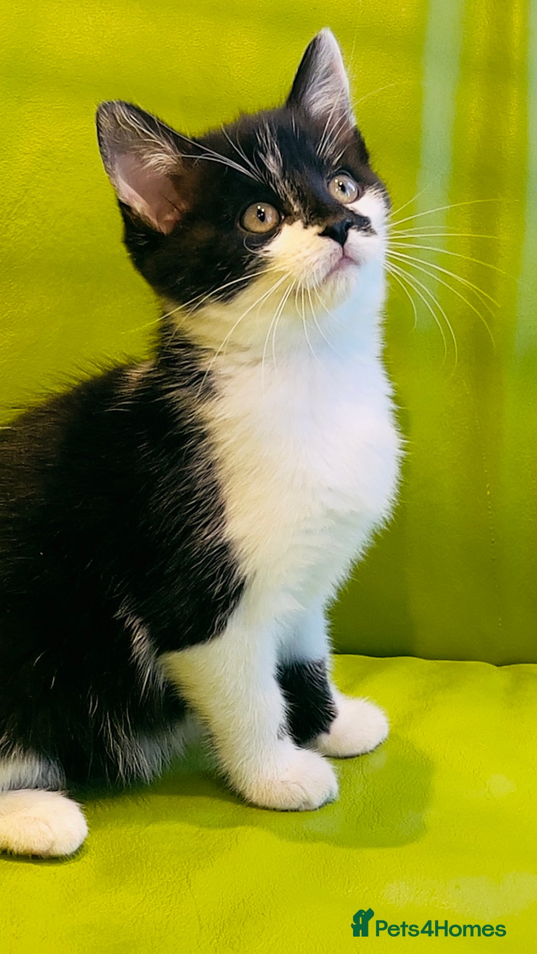 Mixed Breed cats for sale: Wonderful ,healthy clever village Kittens for sale - Advert 19