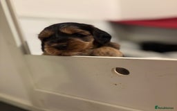 Cockapoo dogs for sale: Last Two Cockapoo Pups  - Image 12