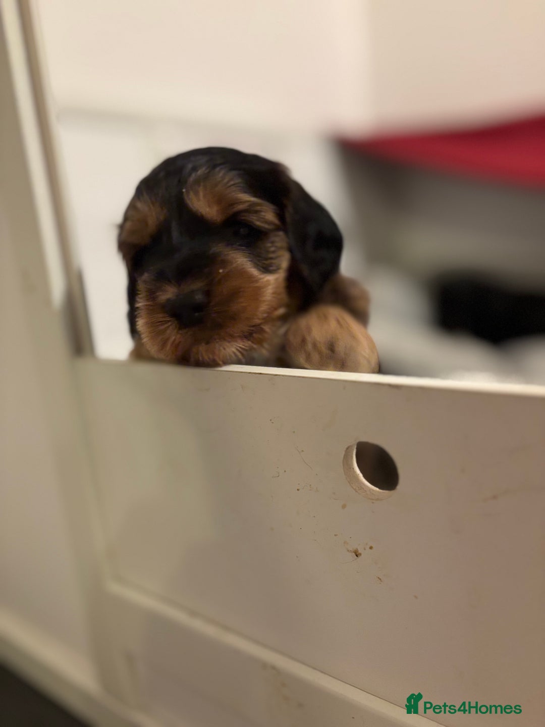 Cockapoo dogs for sale: Last Two Cockapoo Pups  - Image 12