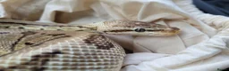 Python Snake reptiles for sale: Male Royal Python  in Wigan - Advert 1