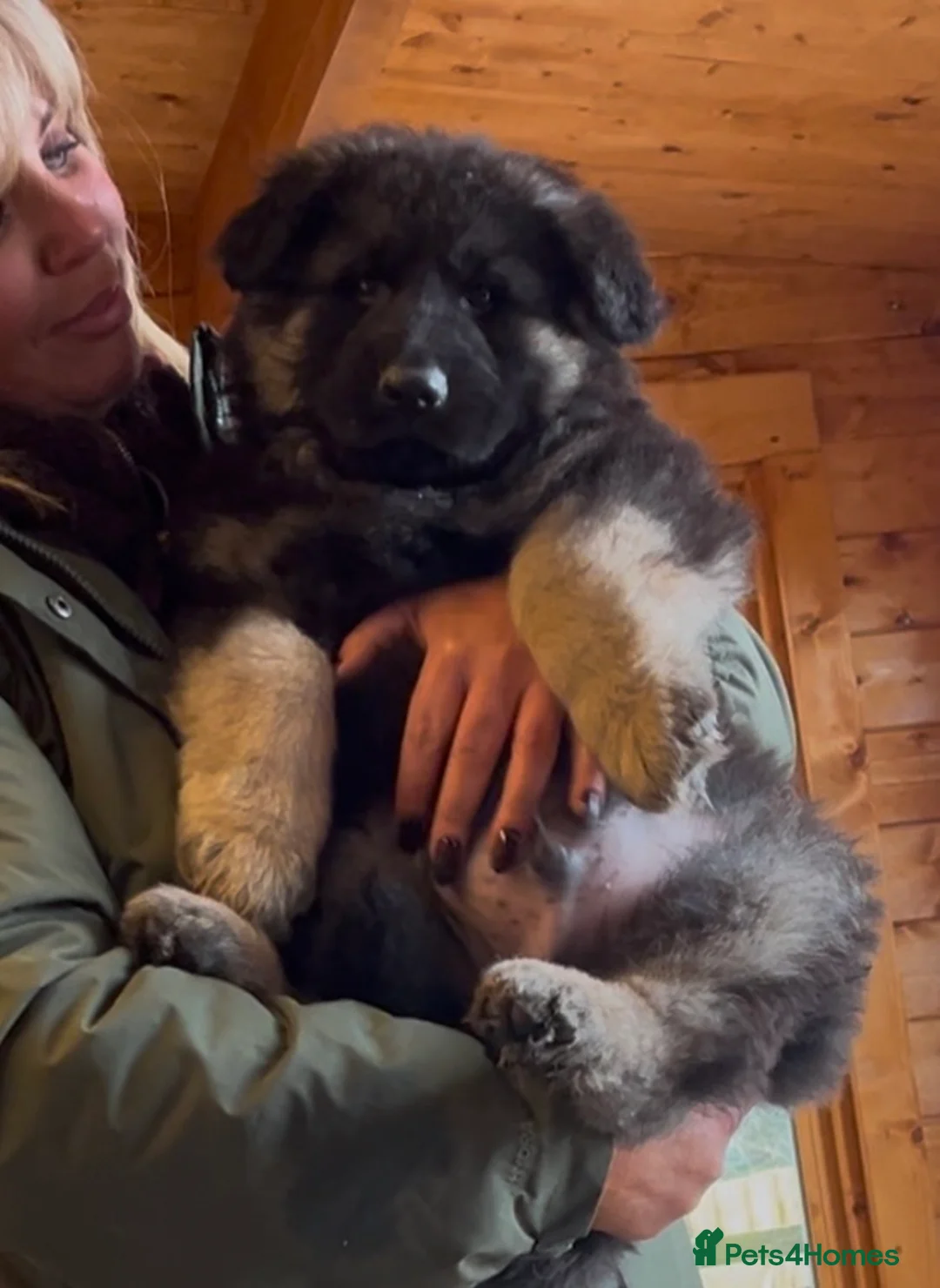 German Shepherd dogs for sale: Stunning Pedigree Male German Shepherd Puppy - Advert 3