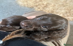 Cocker Spaniel dogs for sale: Cocker spaniel puppies - Advert 3