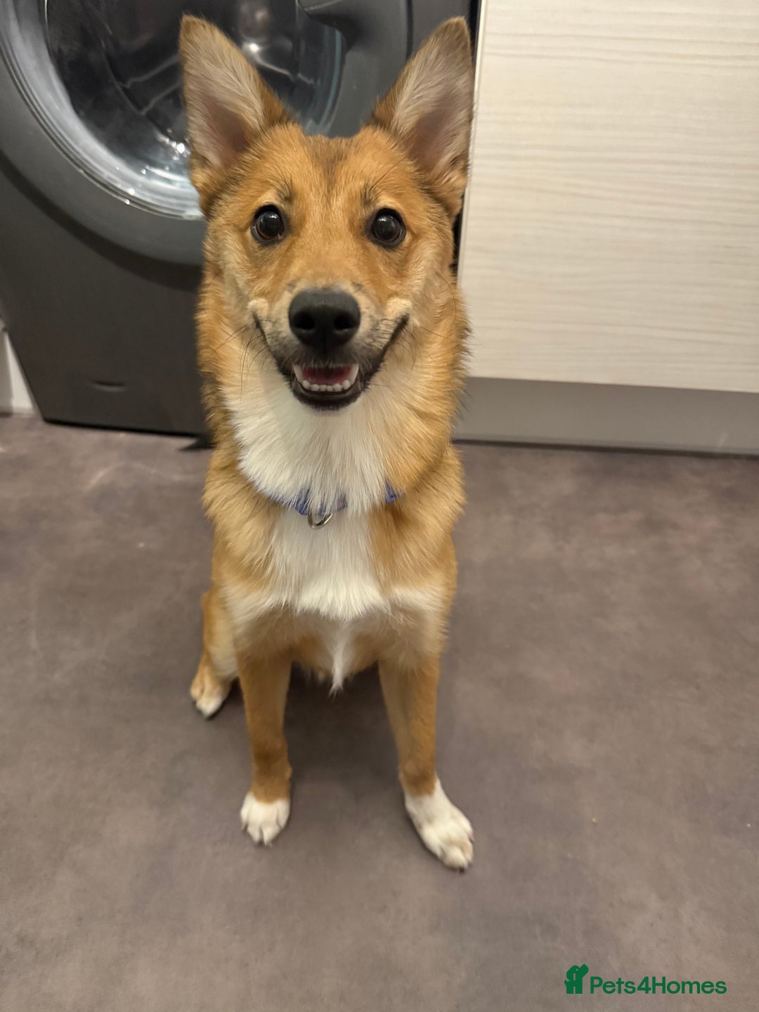 Pomsky dogs for sale: Female Pomsky (Maple) - Image 1