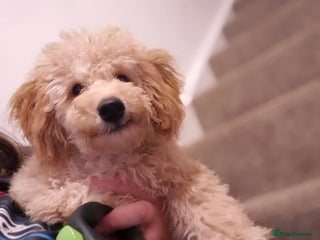 Toy Poodle dogs - Advert 35