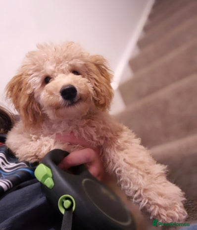 Toy Poodle dogs - Advert 10