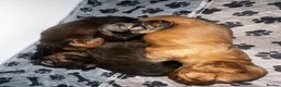 Miniature Dachshund dogs for sale: Gorgeous long haired miniature dachshund  - Advert 21