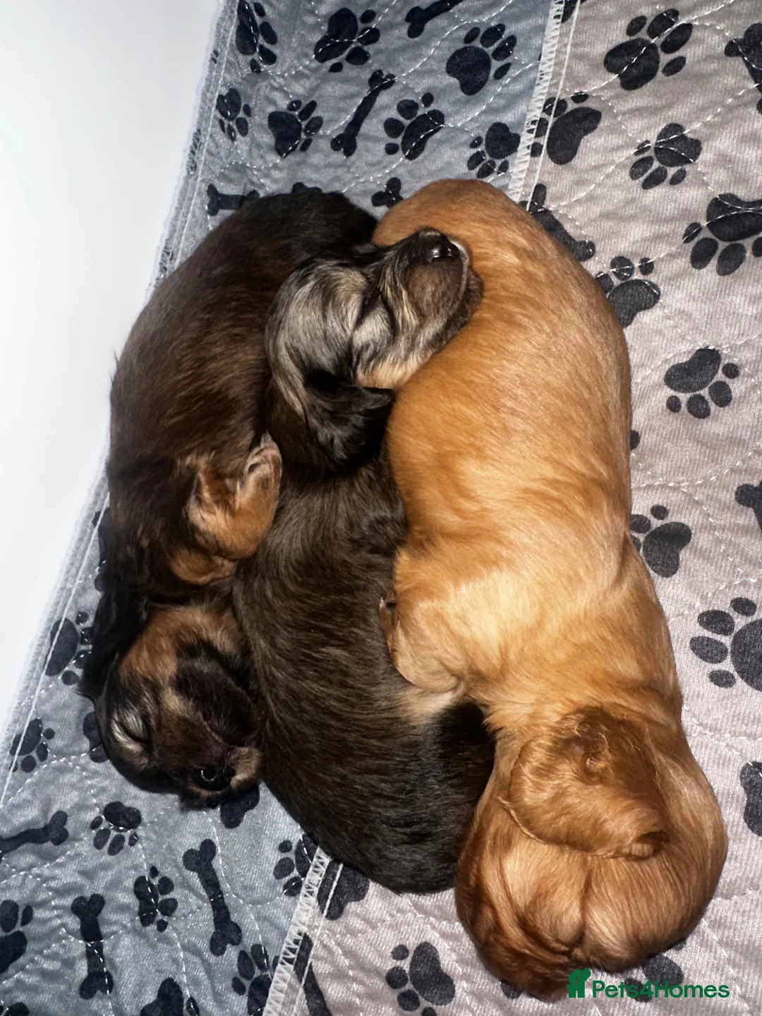 Miniature Dachshund dogs for sale: Gorgeous long haired miniature dachshund  - Advert 21