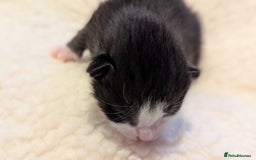 Mixed Breed cats for sale: Beautiful litter of kittens - Image 7