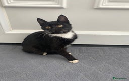 Mixed Breed cats for sale: Girl kitten ready now  - Image 1