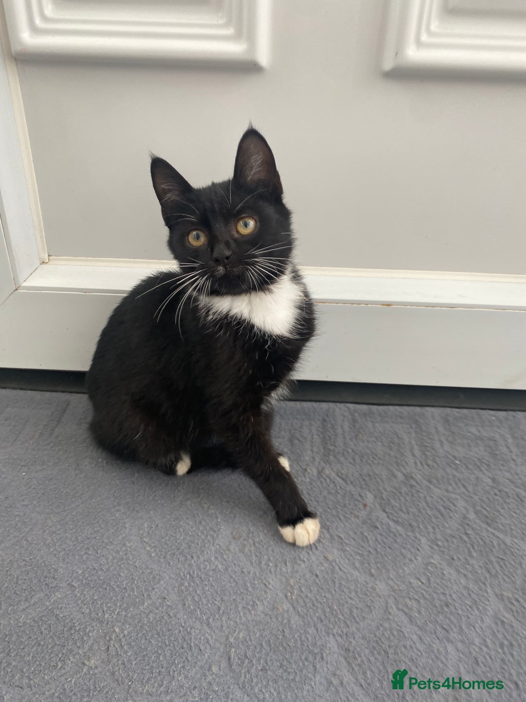 Mixed Breed cats for sale: Girl kitten ready now  - Image 1