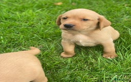 Labrador Retriever dogs for sale: Stunning ftch fox red puppies - Image 12