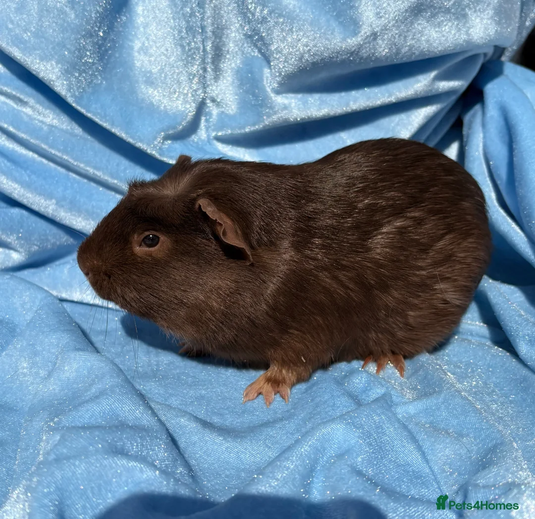 Guinea Pig rodents for sale: Guinea pigs boys in Wisbech - Advert 1
