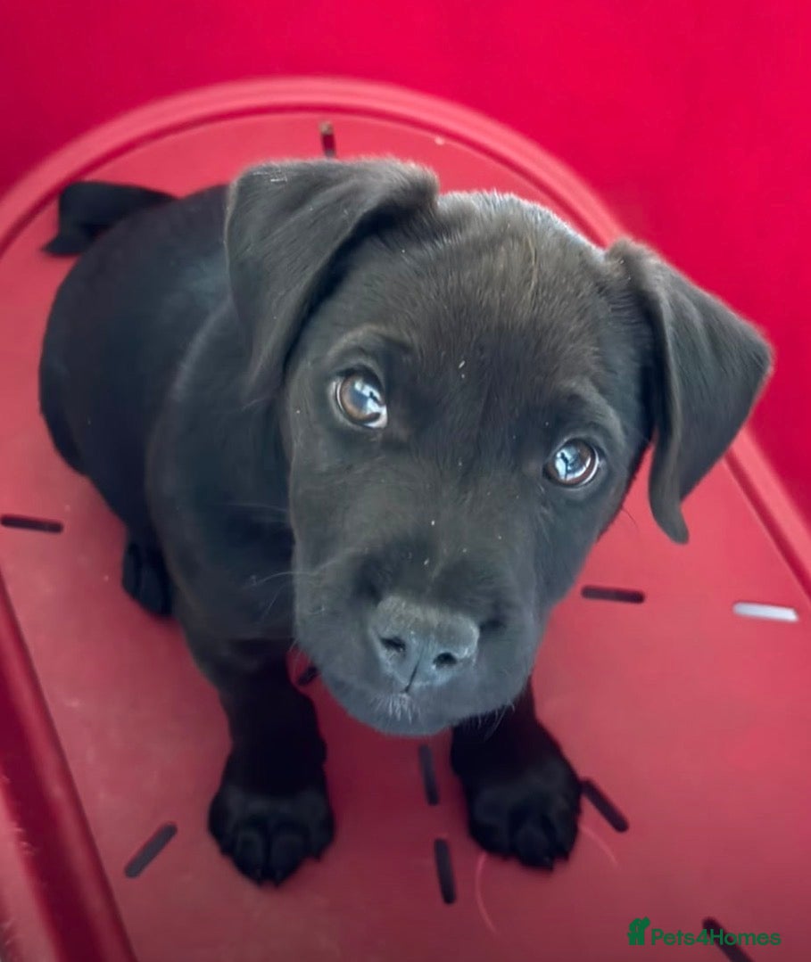 Patterdale Terrier dogs Gorgeous patterdale pups for sale - Advert 9