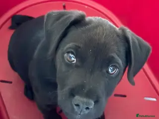 Patterdale Terrier dogs Gorgeous patterdale pups for sale - Advert 9