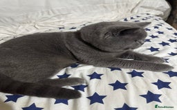 British Shorthair cats for sale: Gizmo British shorthair  - Image 5