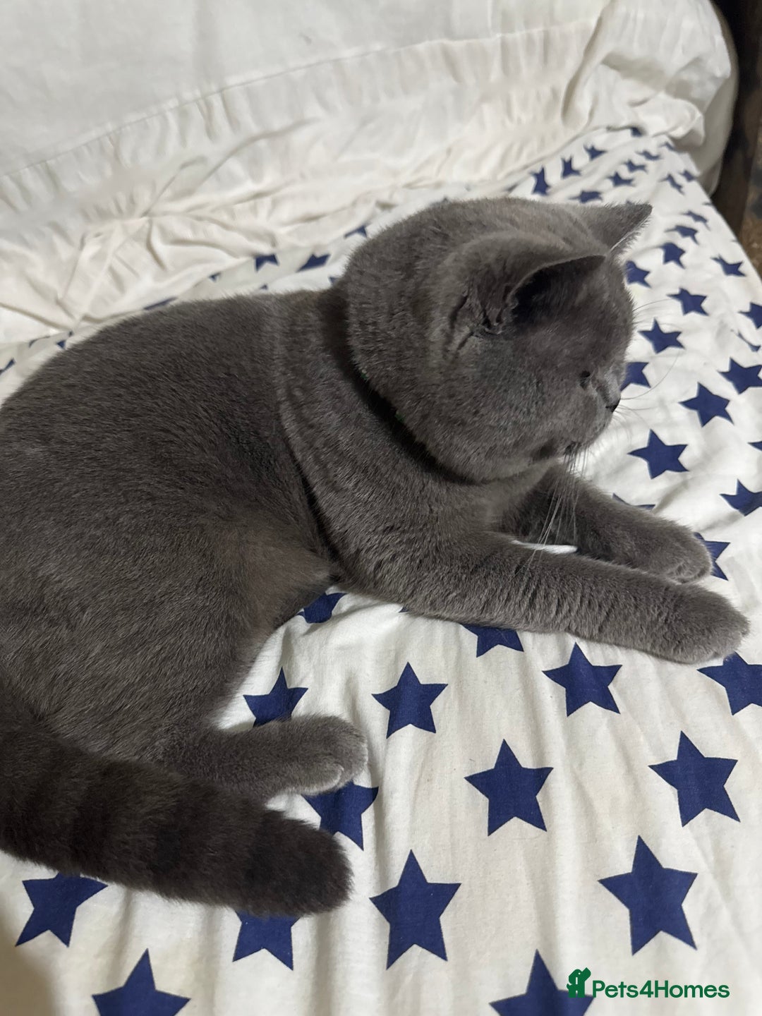 British Shorthair cats for sale: Gizmo British shorthair  - Image 5