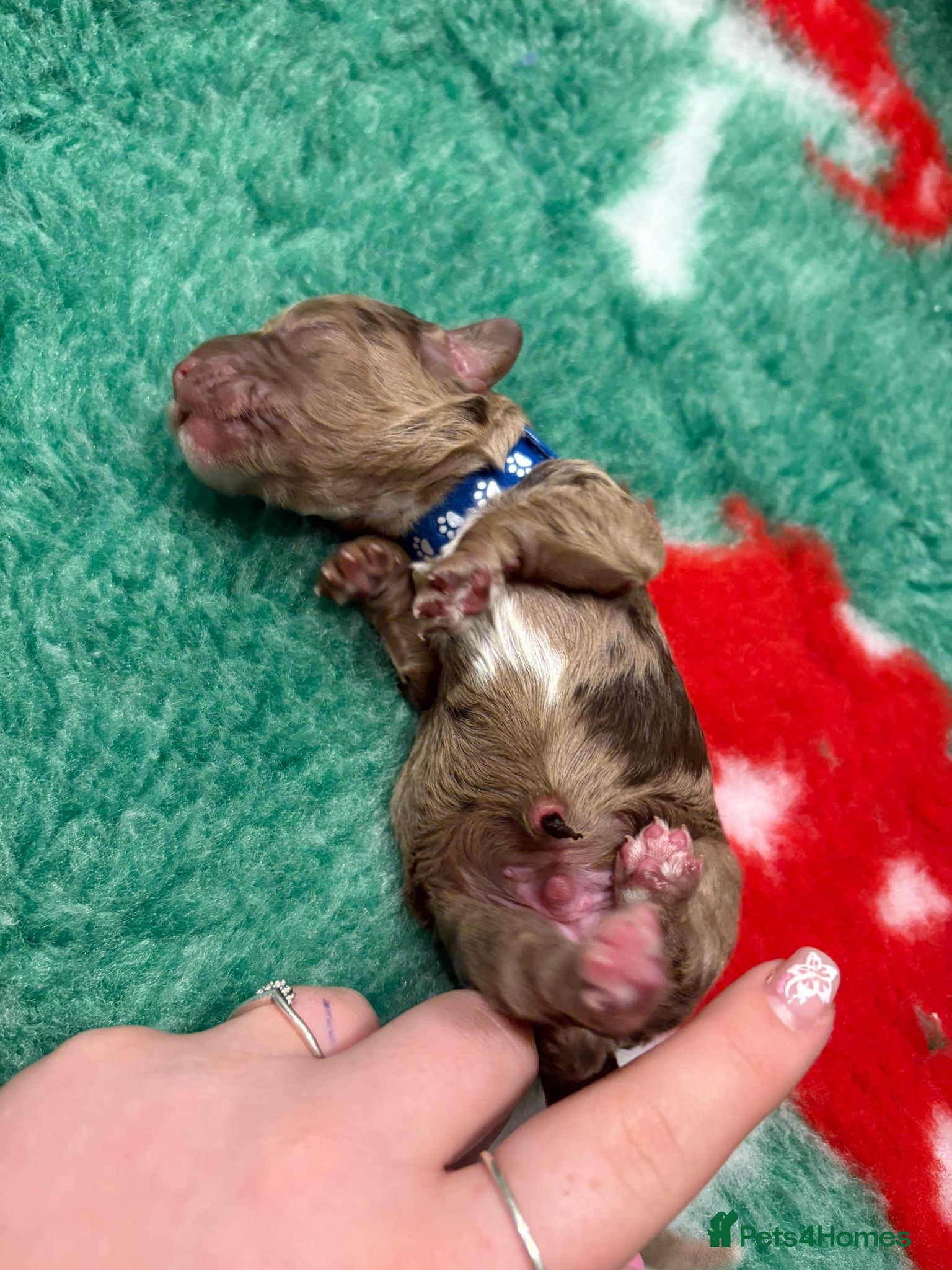 Cockapoo dogs for sale: STUNNING F1 COCKAPOOS  - Advert 16