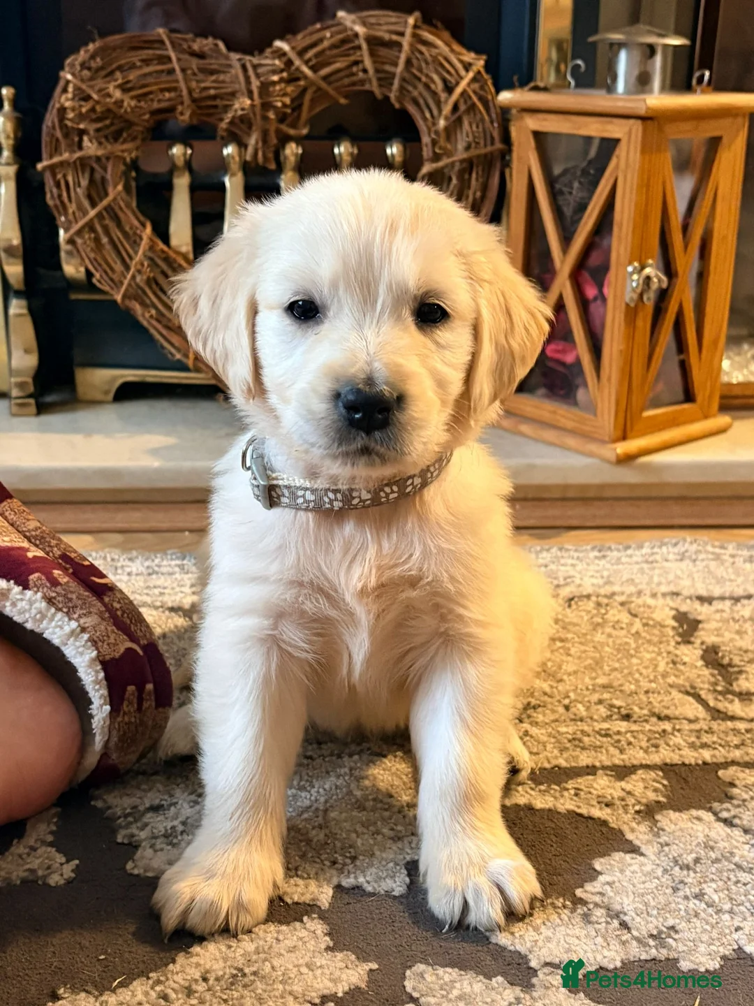 Golden Retriever dogs for sale: Enchanting KC registered Golden Retriever Puppies - Advert 1