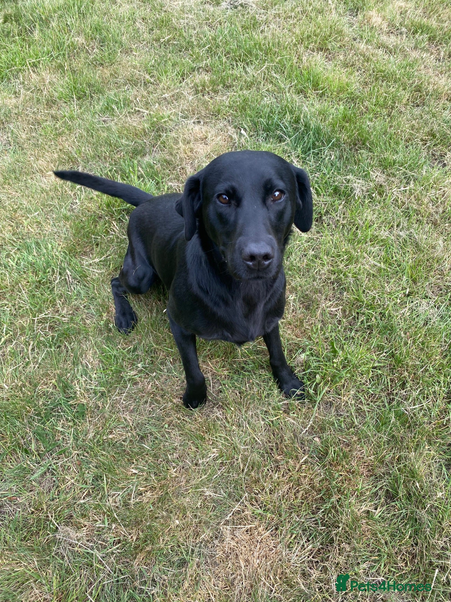 Labrador Retriever dogs Thistlecrack Gundogs gorgeous lab litter due - Advert 1