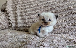 Ragdoll cats for sale: Beautiful Mink Seal Ragdolls  - Image 8