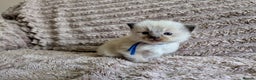 Ragdoll cats for sale: All babies have found a loving home  - Advert 5