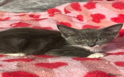 Maine Coon cats for sale: Last little boy  - Image 3