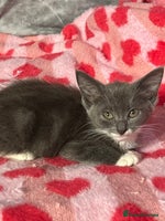 Maine Coon cats - Advert 2