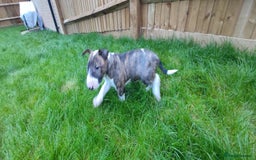 English Bull Terrier dogs for sale: KCRegistered English Bull Terrier Puppies–Top Line - Image 12