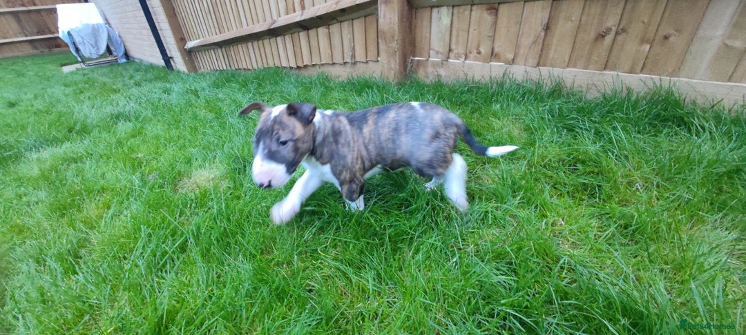 English Bull Terrier dogs for sale: KCRegistered English Bull Terrier Puppies–Top Line - Image 12