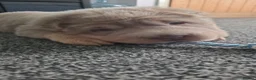 Shar Pei dogs for sale: 5 Shar peis - Advert 7