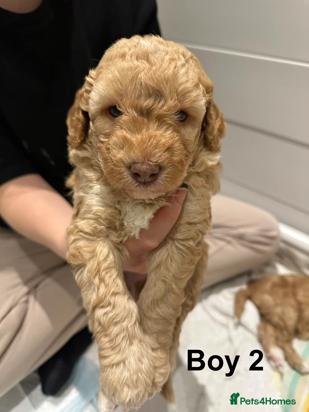 Cavapoo dogs for sale: 💥ONE BOY LEFT💥 F1B Cavapoo Puppies - Advert 23