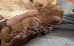 Cockapoo dogs for sale: Cockapoo puppies for sale- extensive DNA tested - Image 9