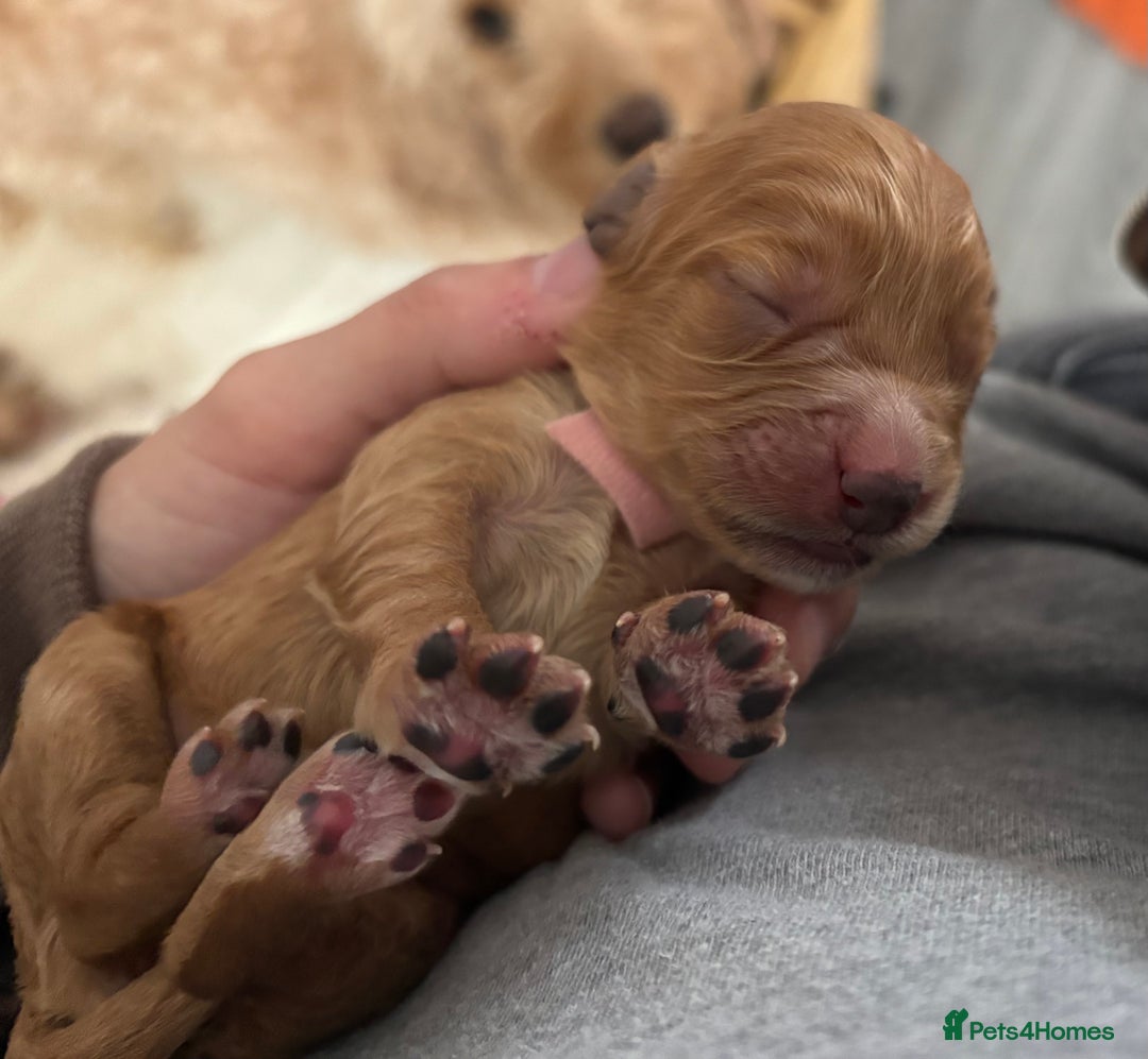 Cockapoo dogs for sale: Cockapoo puppies for sale- extensive DNA tested - Image 9