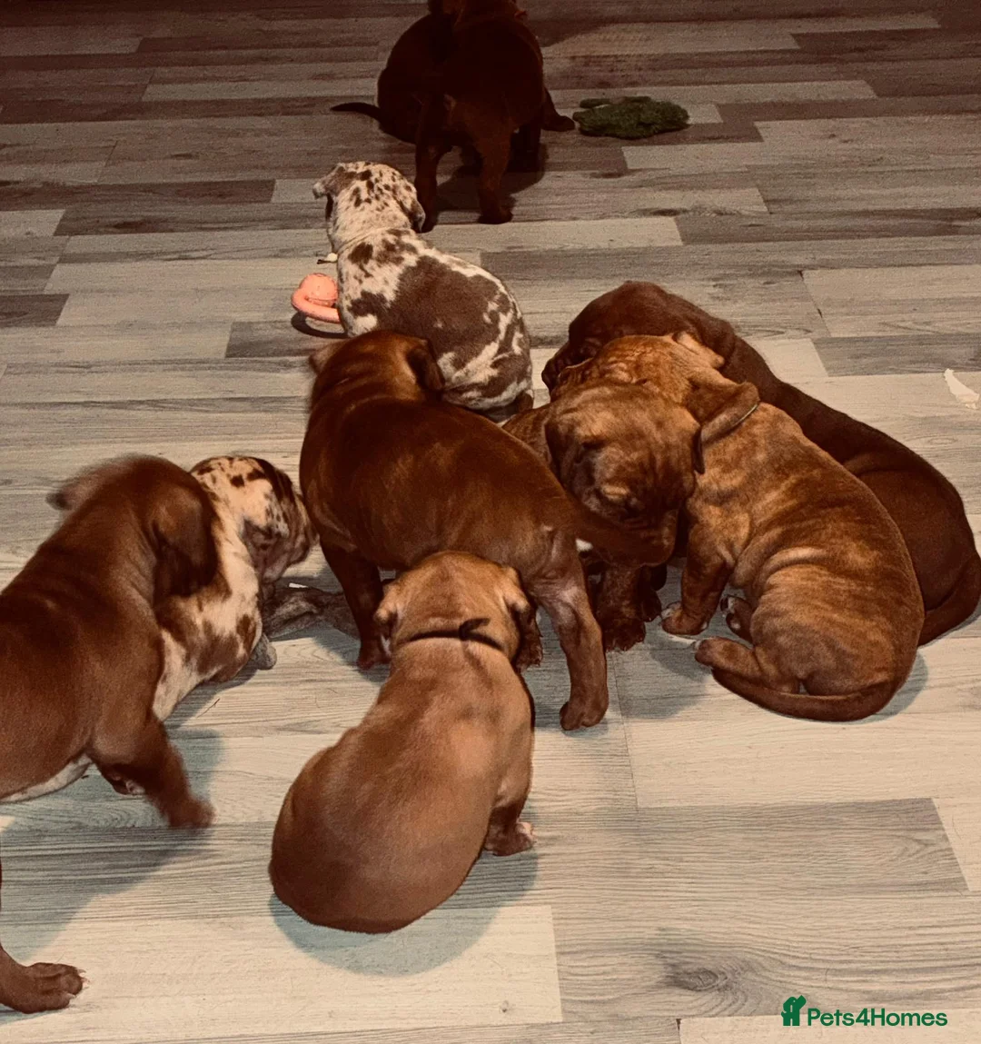Mixed Breed dogs for sale: Presa canerio cross american bulldog cross - Advert 1