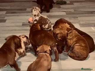 Mixed Breed dogs Presa canerio cross american bulldog cross - Advert 1