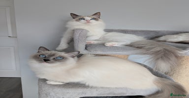 Ragdoll cats - Advert 15