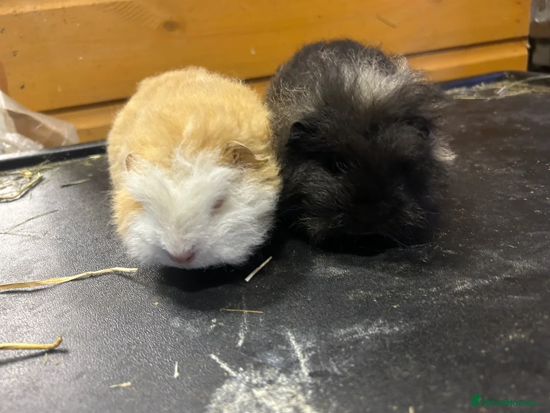 Guinea Pig rodents for sale: Swiss baby Guinea pigs  - Advert 2