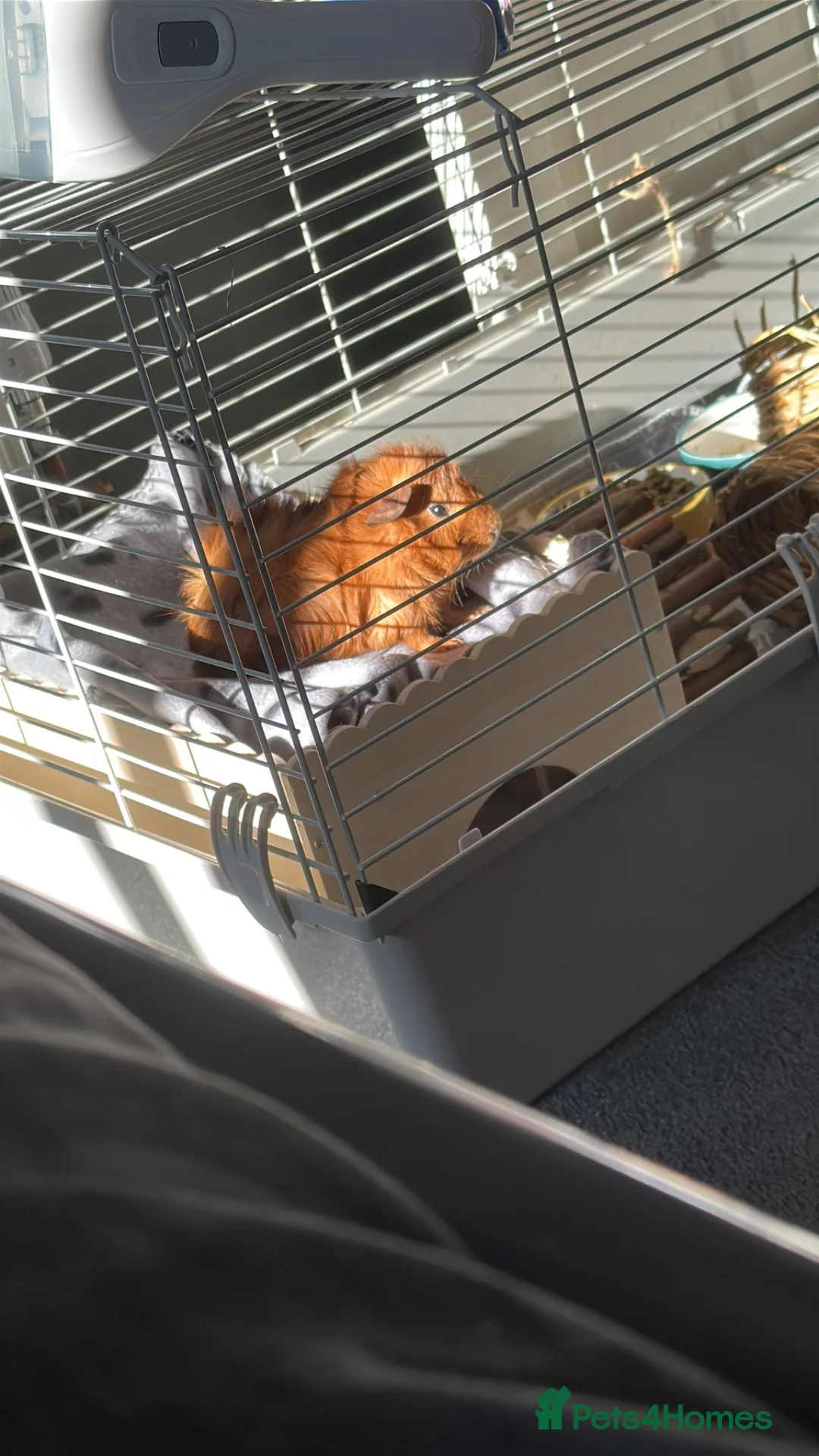 Guinea Pig rodents for sale: 2 lovely pair of bonded males  - Advert 4
